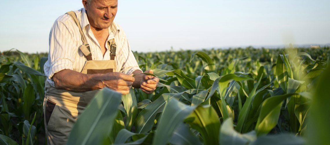 déficit en la producción del maíz